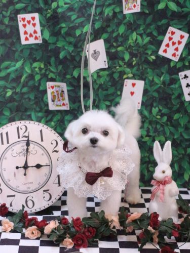 20250420みるくくん